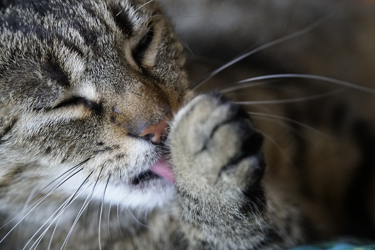 How to Train Your Pet to Tolerate Grooming Equipment